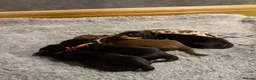 Miniature Dachshund dogs for sale: 5 Beautiful PURE Miniature Dachshund puppies - Advert 3