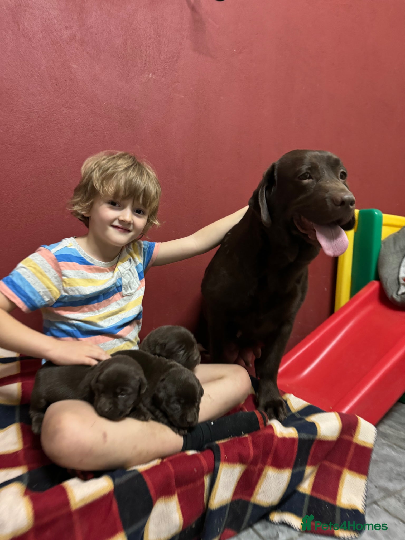 Labrador Retriever dogs Super chunky and cuddly babies - Advert 1