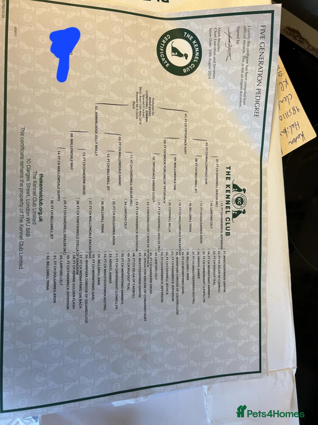 Cocker Spaniel dogs for sale: Well bred cocker spaniel  - Advert 8