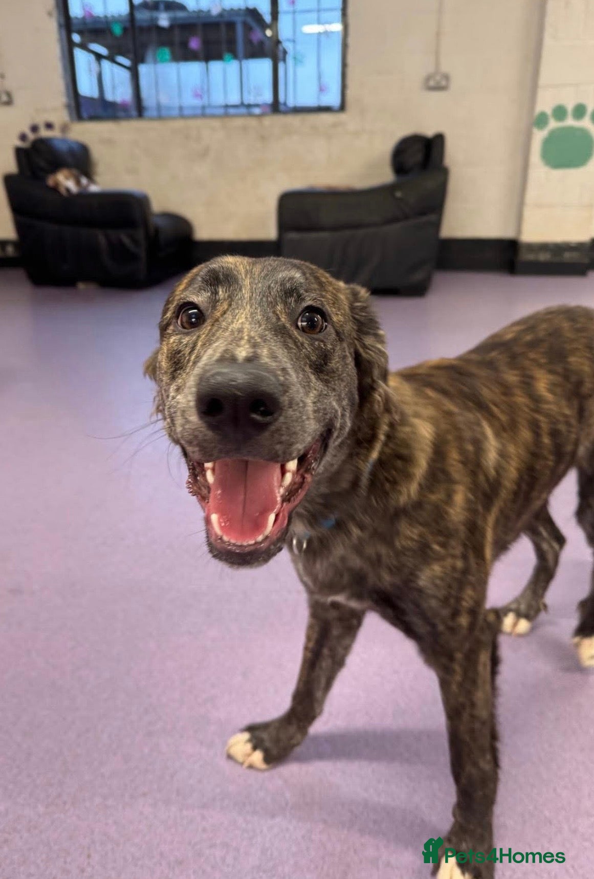 Mixed Breed dogs Urgent , mixed green 8 month old puppy - Advert 1