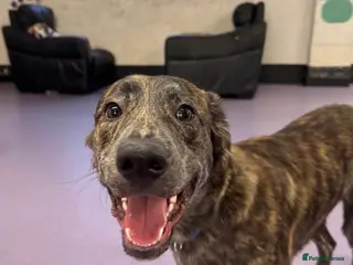 Mixed Breed dogs Urgent , mixed green 8 month old puppy - Advert 1