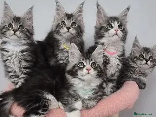Maine Coon cats 🎀 Outstanding GCCF Pedigree Maine Coon Kittens - Advert 11