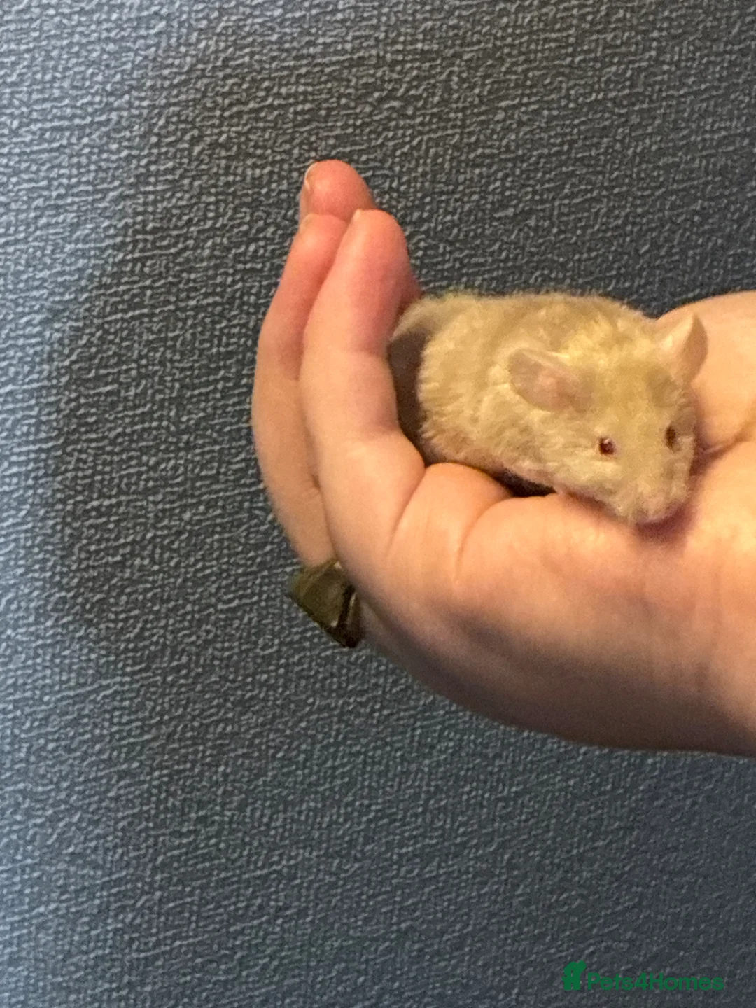 Mouse rodents for sale: 1 SIAMESE BOY & 1 FLUFFY CREAM BOY AVAILABLE  - Advert 1