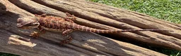 Bearded Dragon reptiles for sale: Black bloodline 100% red monster bearded dragons  - Advert 8