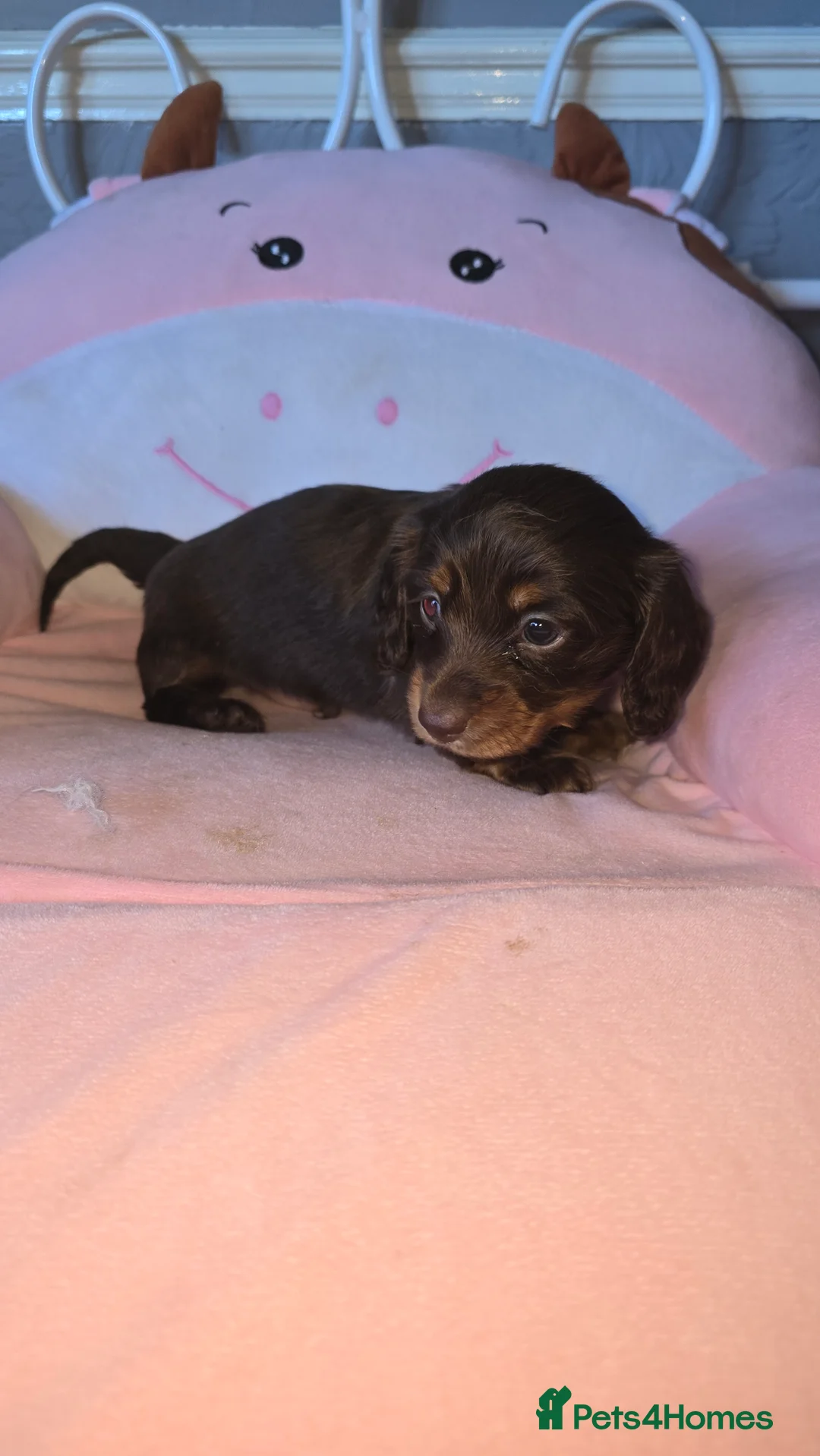Dachshund dogs for sale: Miniature long haired dashounds  - Advert 5