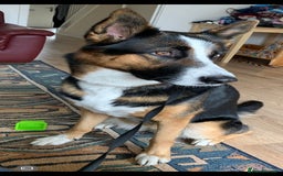 German Shepherd dogs for sale: Beautiful panda German Shepherd x - Image 1