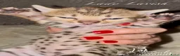 Savannah cats for sale: Exceptional Quality Tica Regist. Savannah kittns - Advert 23