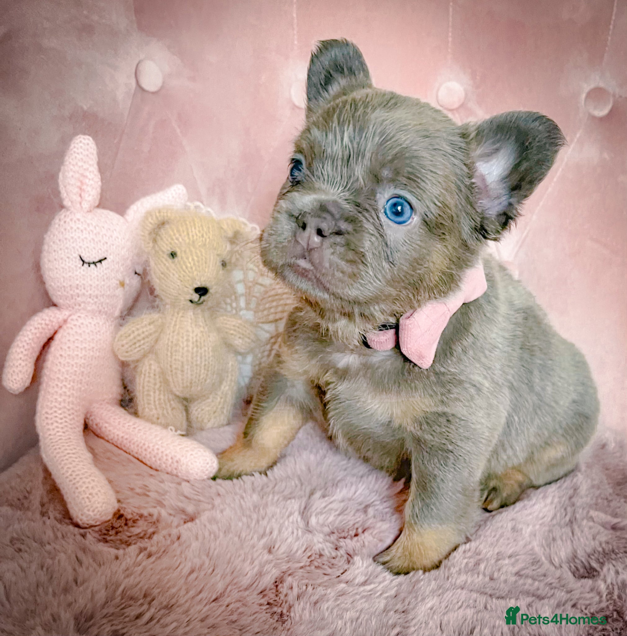 French Bulldog dogs 💞BEAUTIFUL PUPPIES💞 - Advert 5