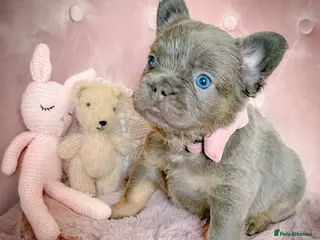 French Bulldog dogs 💞BEAUTIFUL PUPPIES💞 - Advert 5