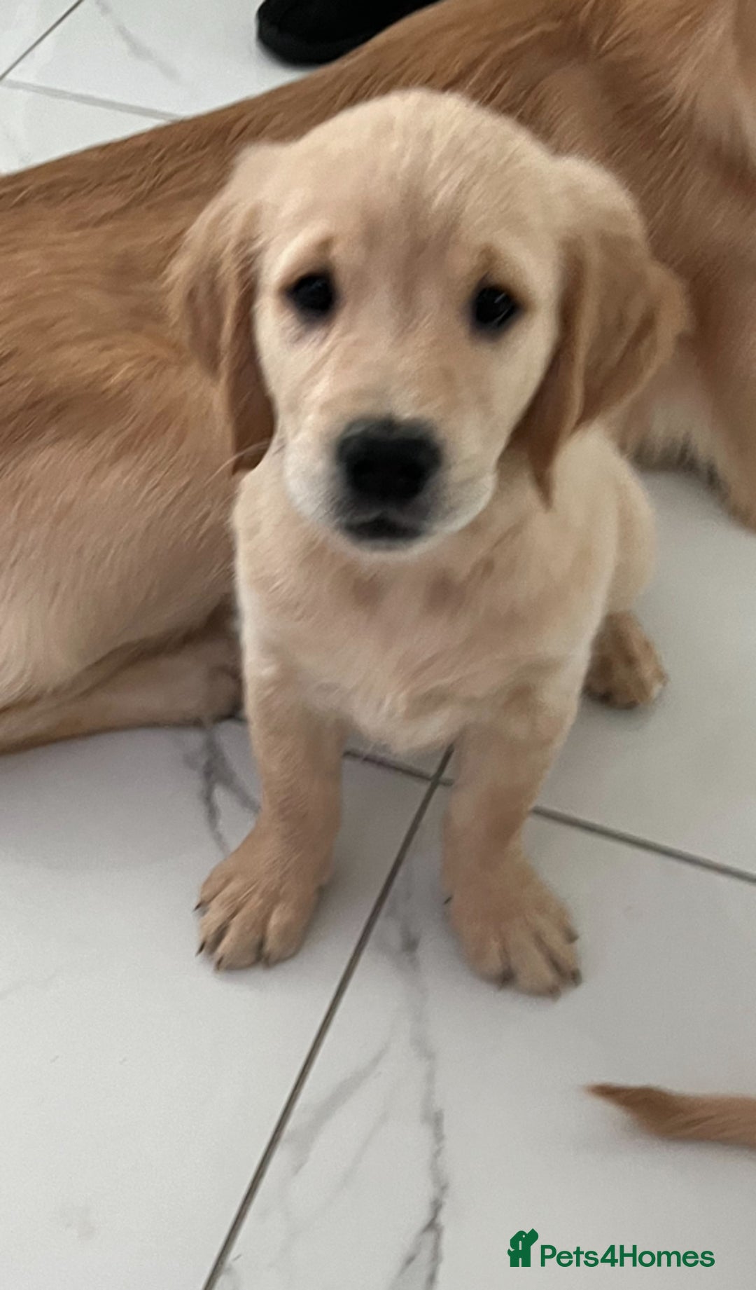 Golden Retriever dogs for sale: Golden retriever  - Advert 26