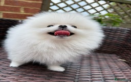 Pomeranian dogs for sale: Pom bears looking for loving homes❤️ - Image 4