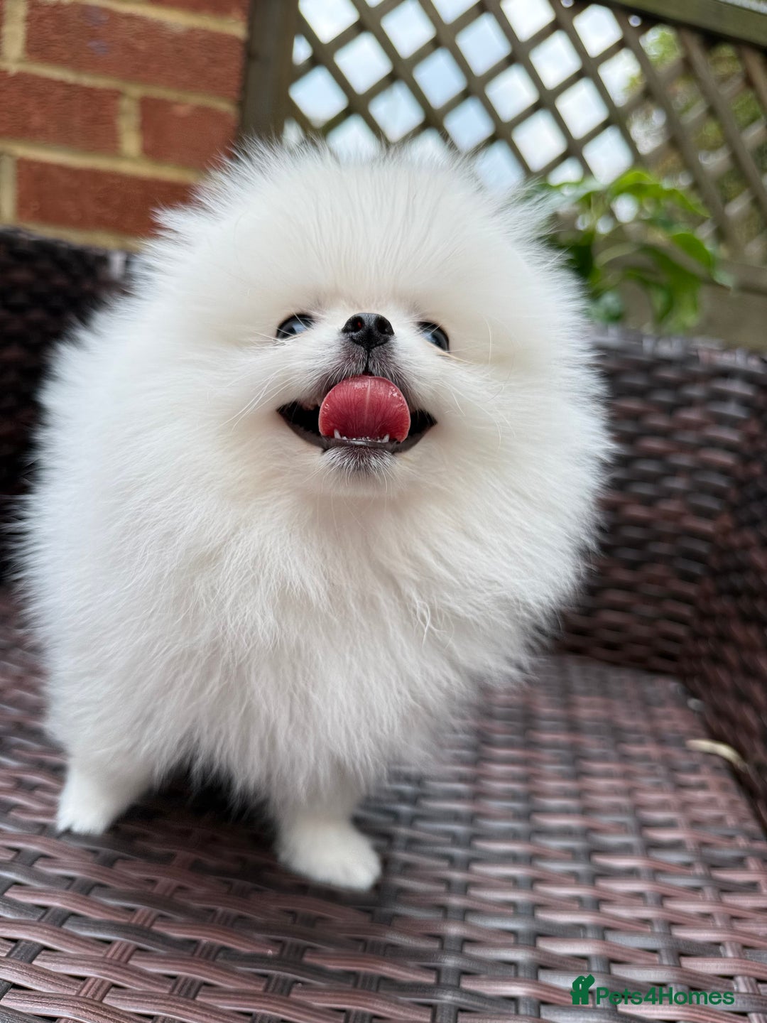 Pomeranian dogs for sale: Pom bears looking for loving homes❤️ - Image 4