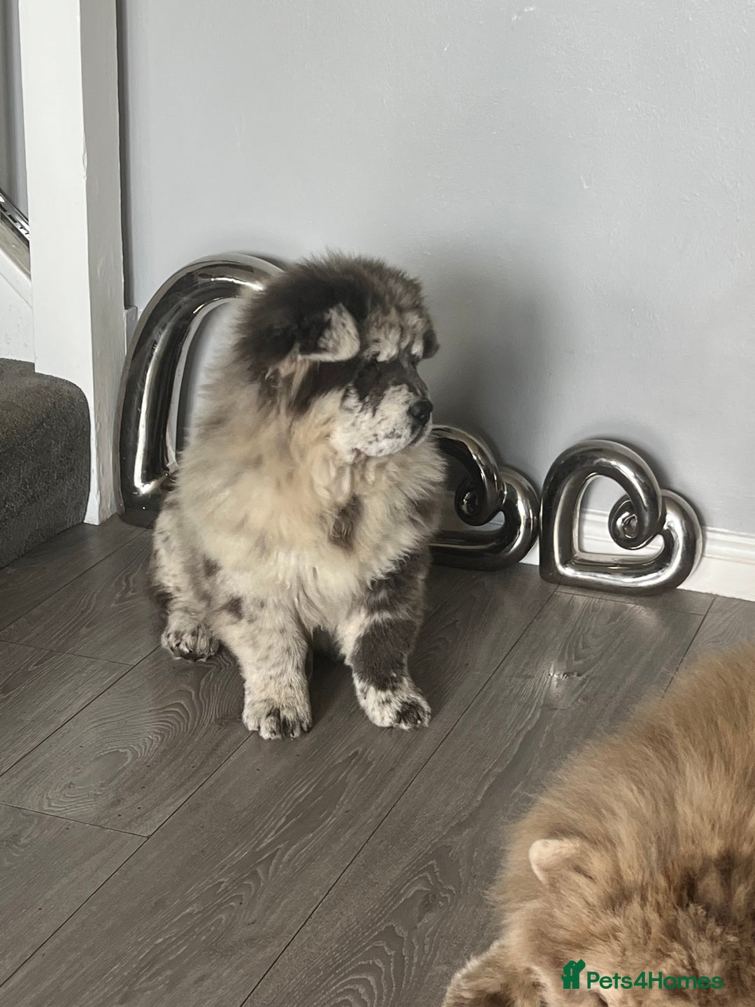 Chow Chow dogs for sale: Merle Chow Chow Puppys Last One Remaining Now ! in Orpington - Image 2