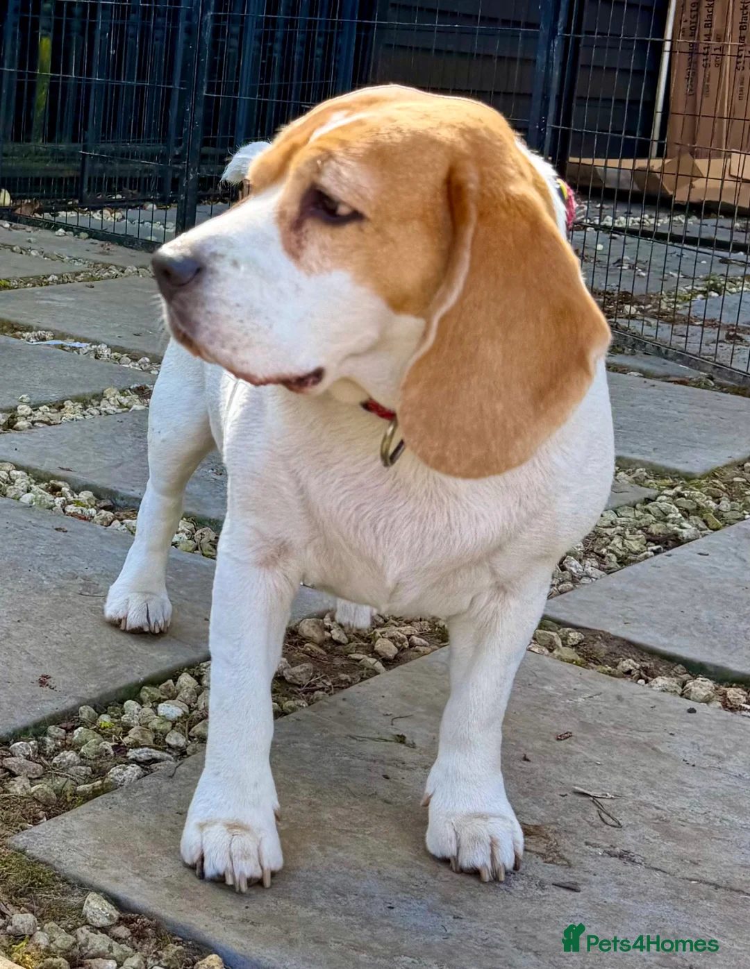 Beagle dogs for adoption: LINDA – Beagle in West Malling - Advert 8