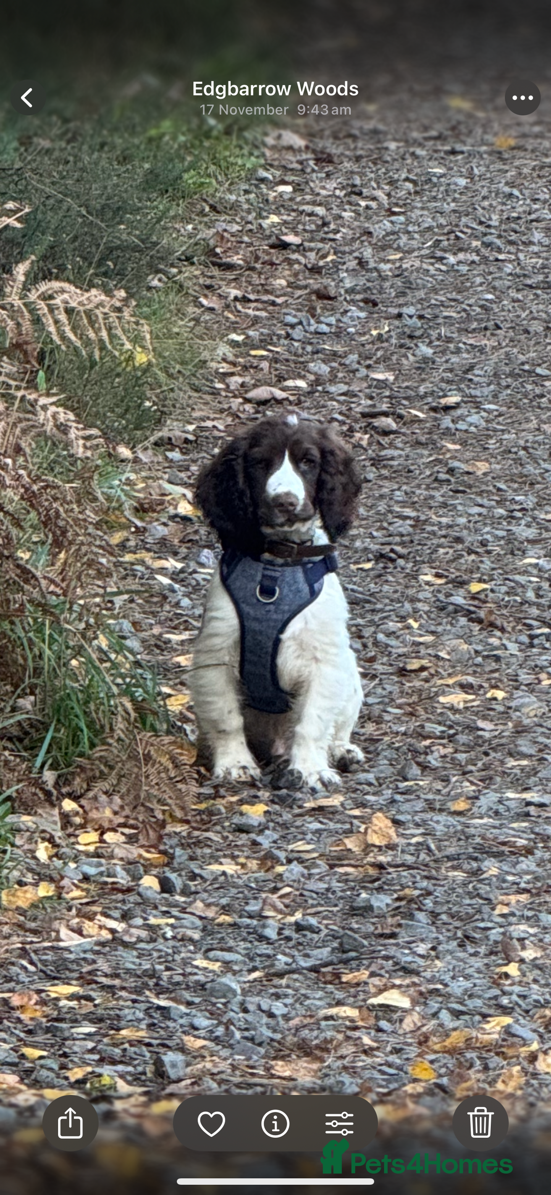 Cocker Spaniel dogs for sale: 4 months old male Cocker Spaniel For Sale - Advert 4