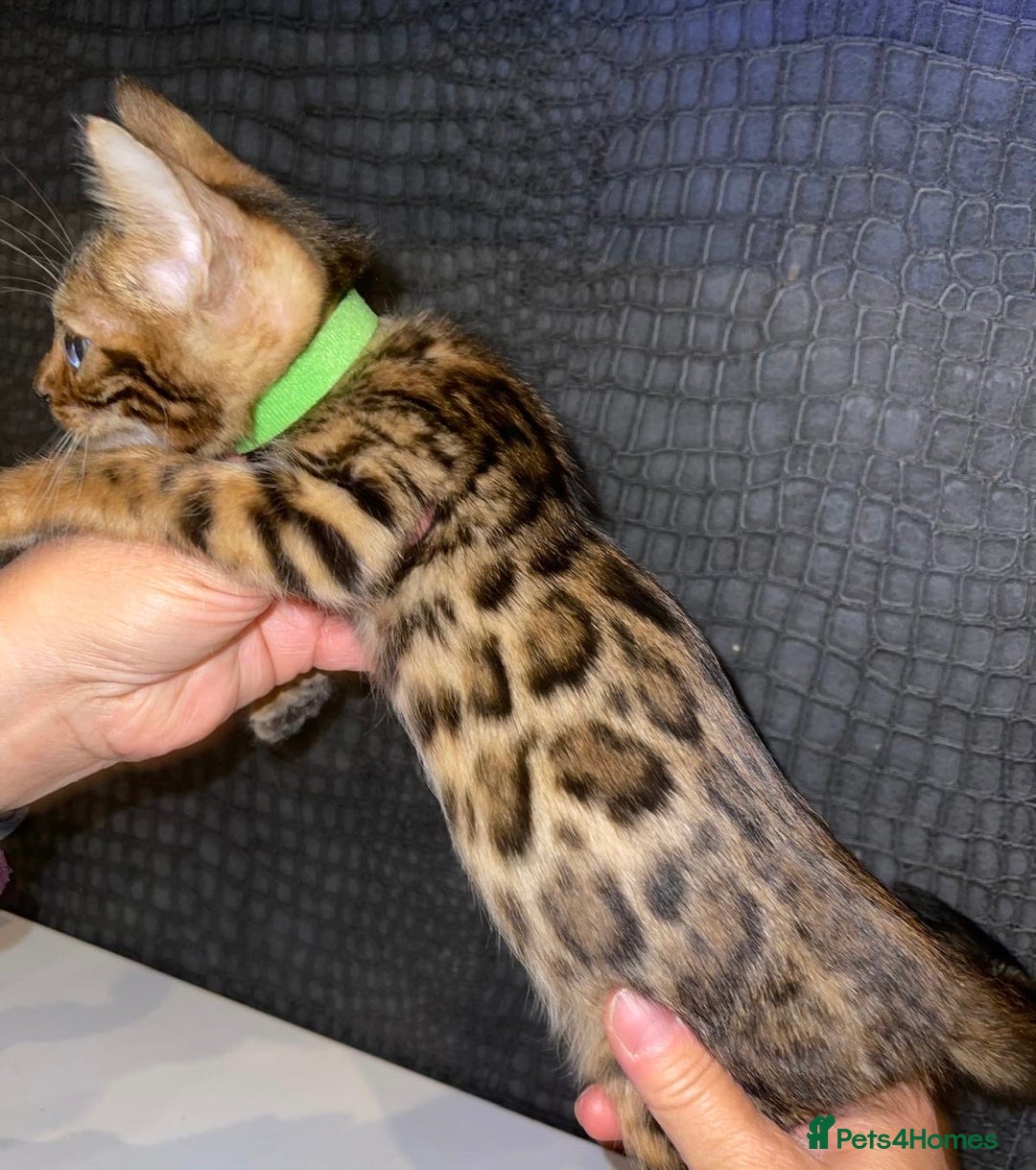 Bengal cats for sale: Top quality pure Bengal kittens available now - Image 15