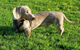 Miniature Dachshund dogs for sale: 🐶🖤STUNNING KC MINIATURE DACHSHUND PUPPIES🖤🐶 - Image 15