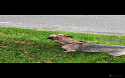 Border Terrier dogs for stud: Great studs  in Rochdale - Image 4