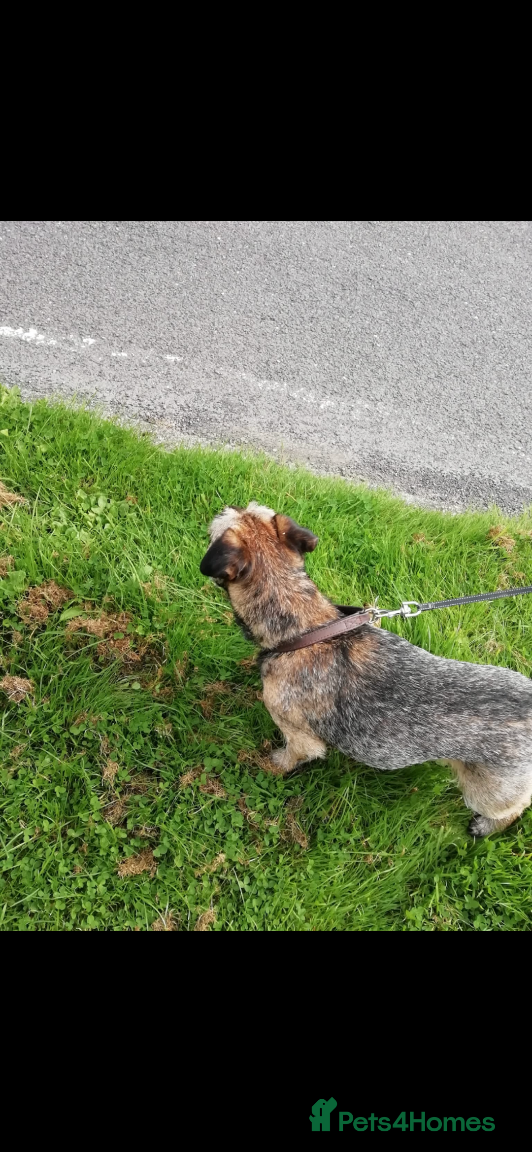Border Terrier dogs for stud: Great studs  in Rochdale - Image 4