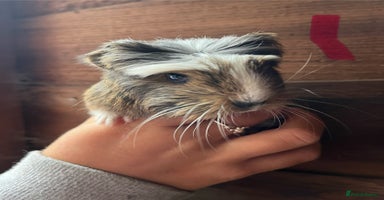 Guinea Pig rodents - Advert 1