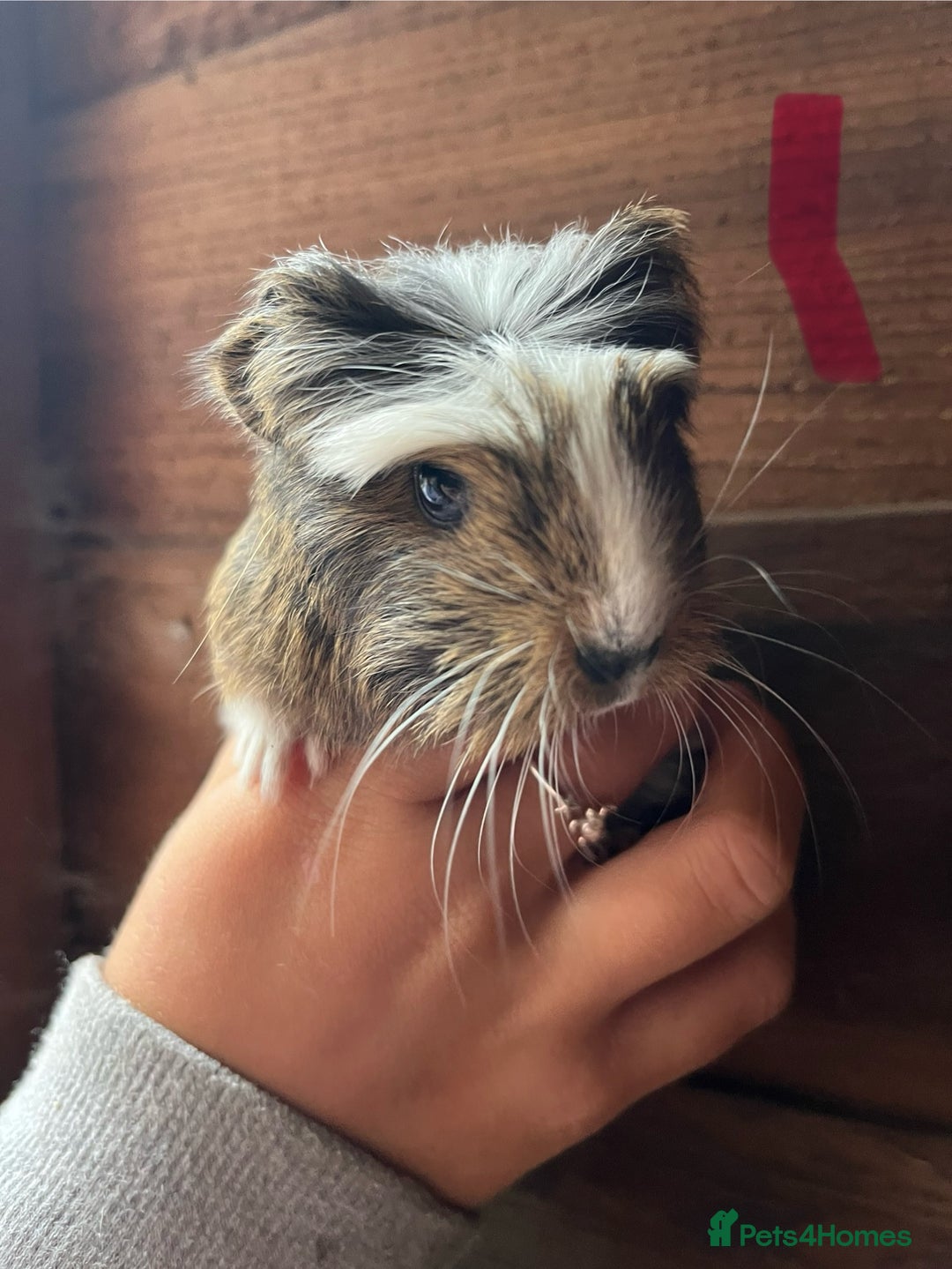 Guinea Pig rodents for sale: Gorgeous baby guinea pigs, various colours/coats  - Image 3