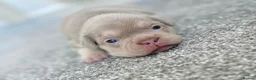 French Bulldog dogs for sale: EPIC KC FRENCH BULLDOG PUPPIES!! in Tredegar - Advert 11