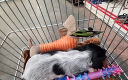 Dachshund dogs for sale: Stunning Dachshund Puppies  - Image 22