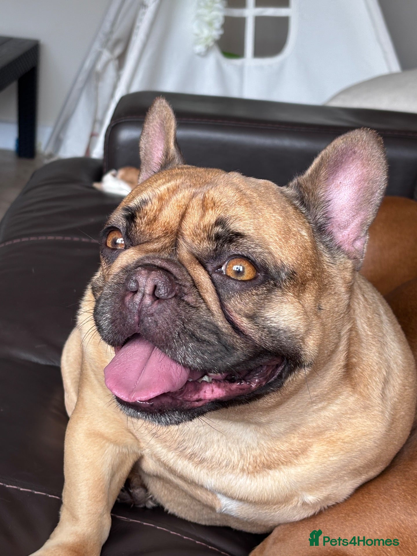 French Bulldog dogs for sale: Female French bulldog 5 years old - Advert 18