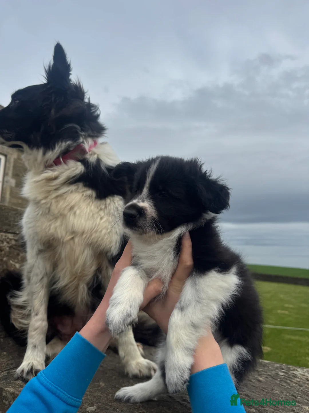 Border Collie dogs for sale: Border Collie female puppy (1 left) - Advert 2