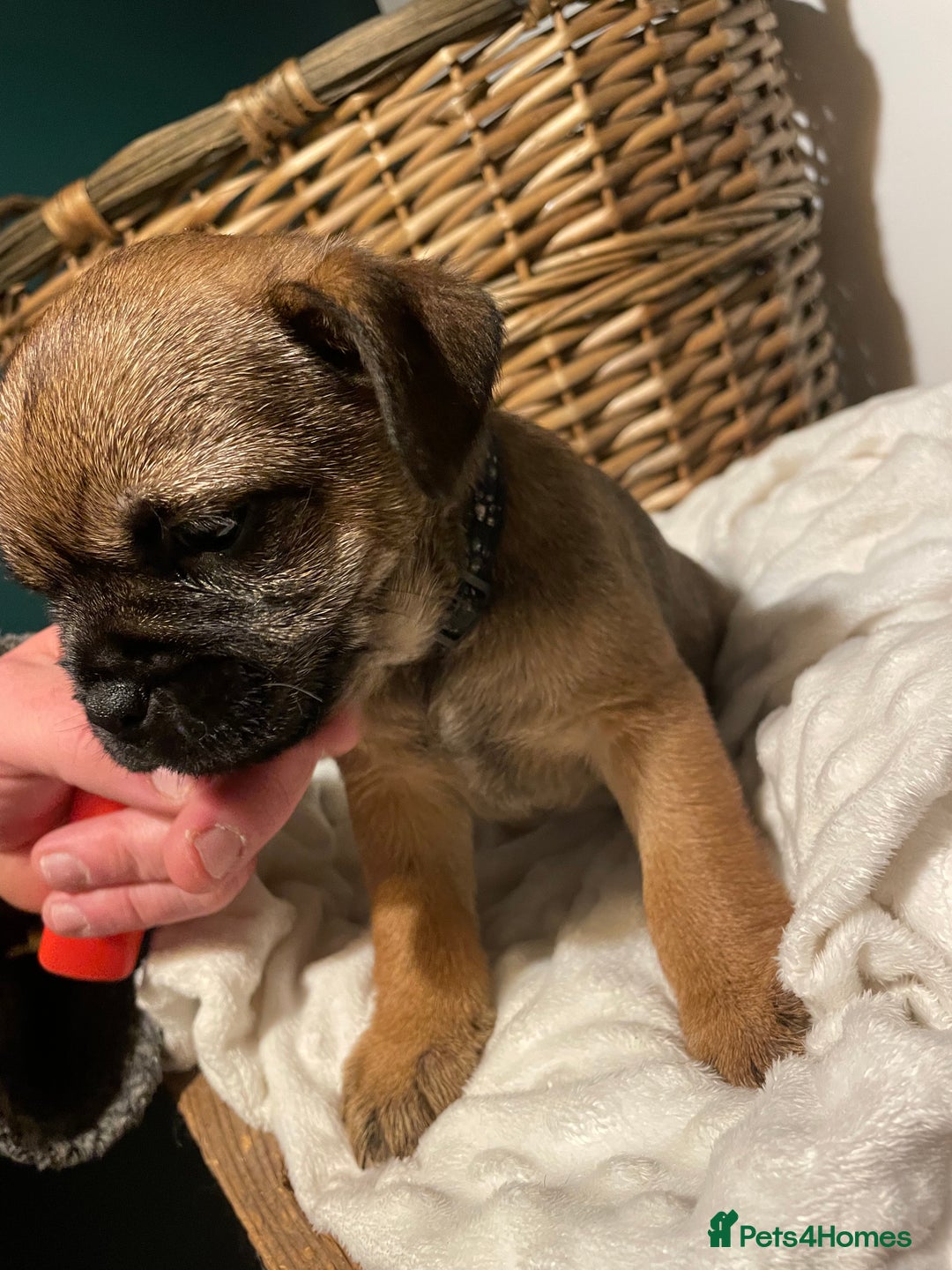 Border Terrier dogs for sale: 5 star BORDER TERRIERS PUP KC REG/SLEM CLEAR - Advert 5