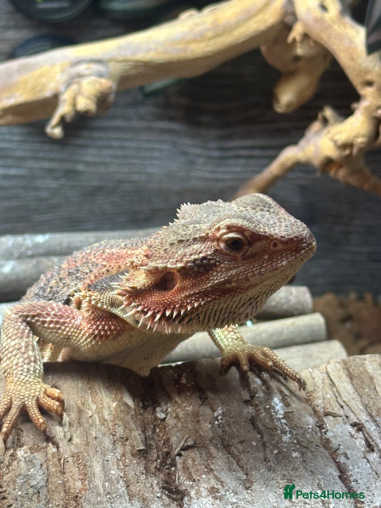 Bearded Dragon reptiles 9 month old bearded dragon - Advert 1