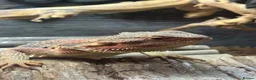 Bearded Dragon reptiles for sale: 9 month old bearded dragon in Neath - Advert 1