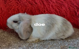 Mini Lop rabbits for sale: Minilops/mini lionlops available  - Image 13