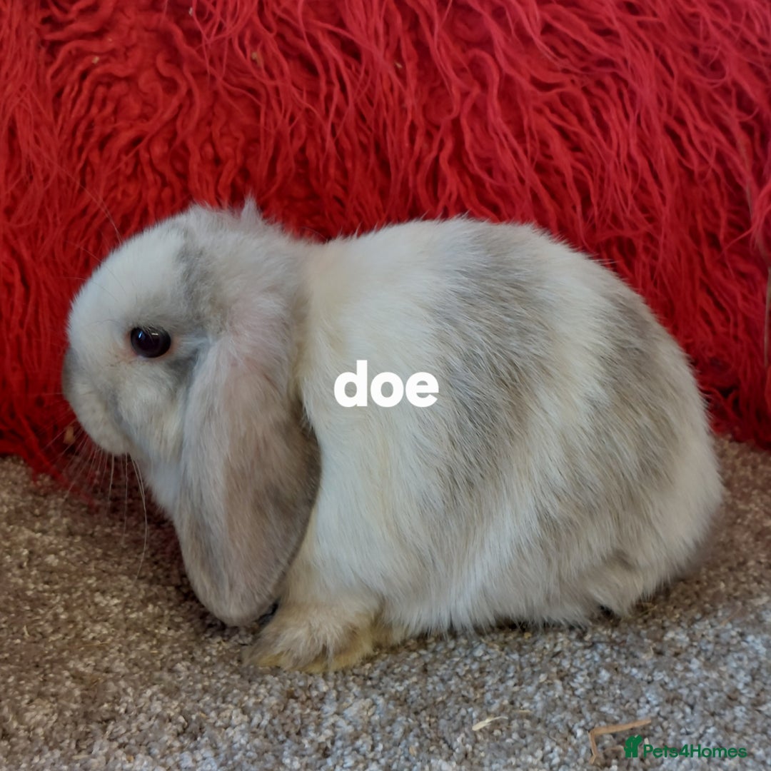 Mini Lop rabbits for sale: Minilops/mini lionlops available  - Image 13