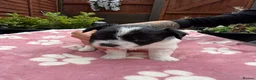 Maltipoo dogs for sale: Beautiful Maltipoo Puppies – Daisy & Ruby - Advert 9