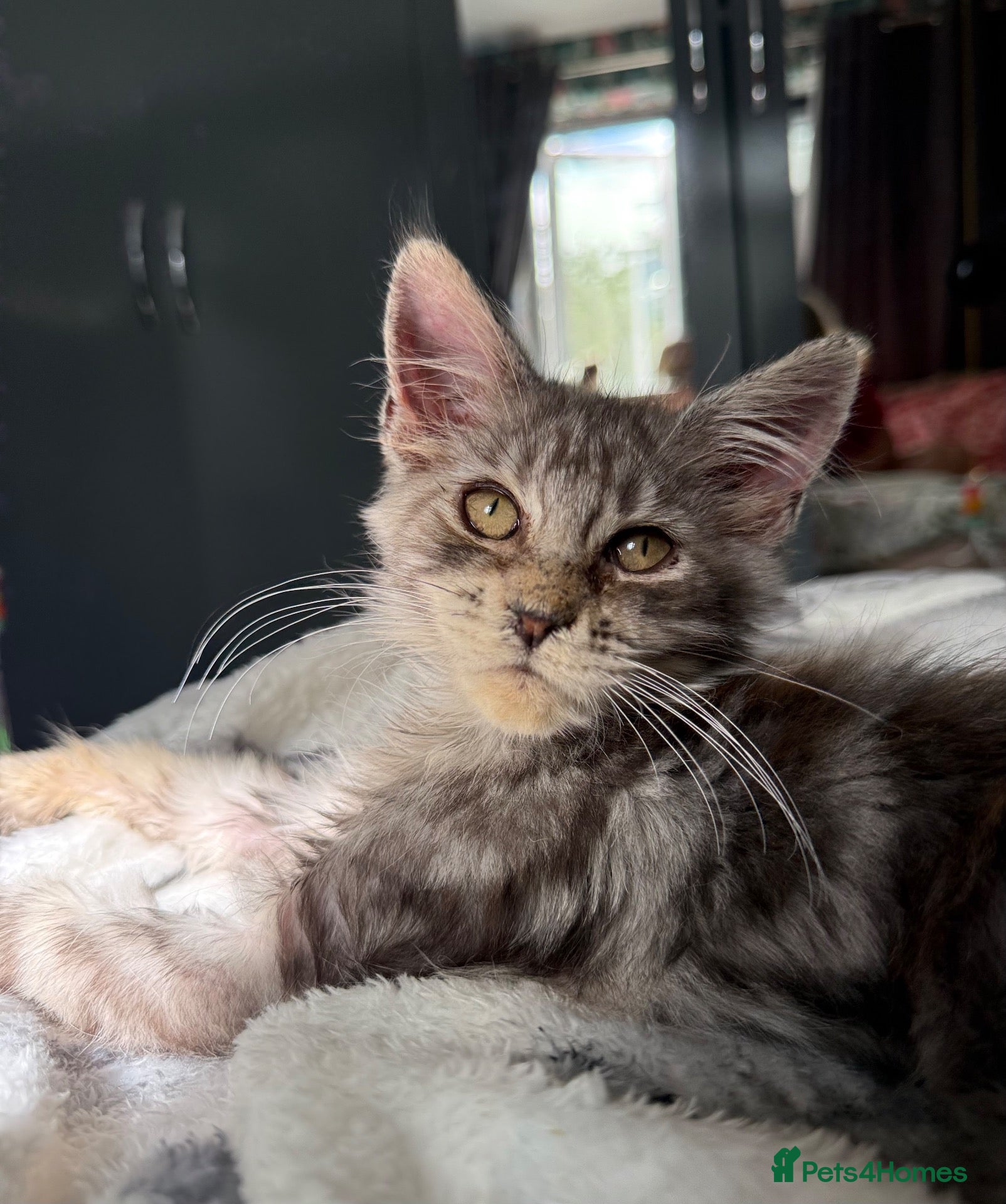 Maine Coon cats Ready now Active TICA kittens  - Advert 19