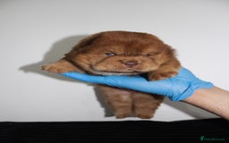 Chow Chow dogs for sale: CHOC🍫LILAC🌪️Champion KC reg🏆 pedigree chow chow - Image 9