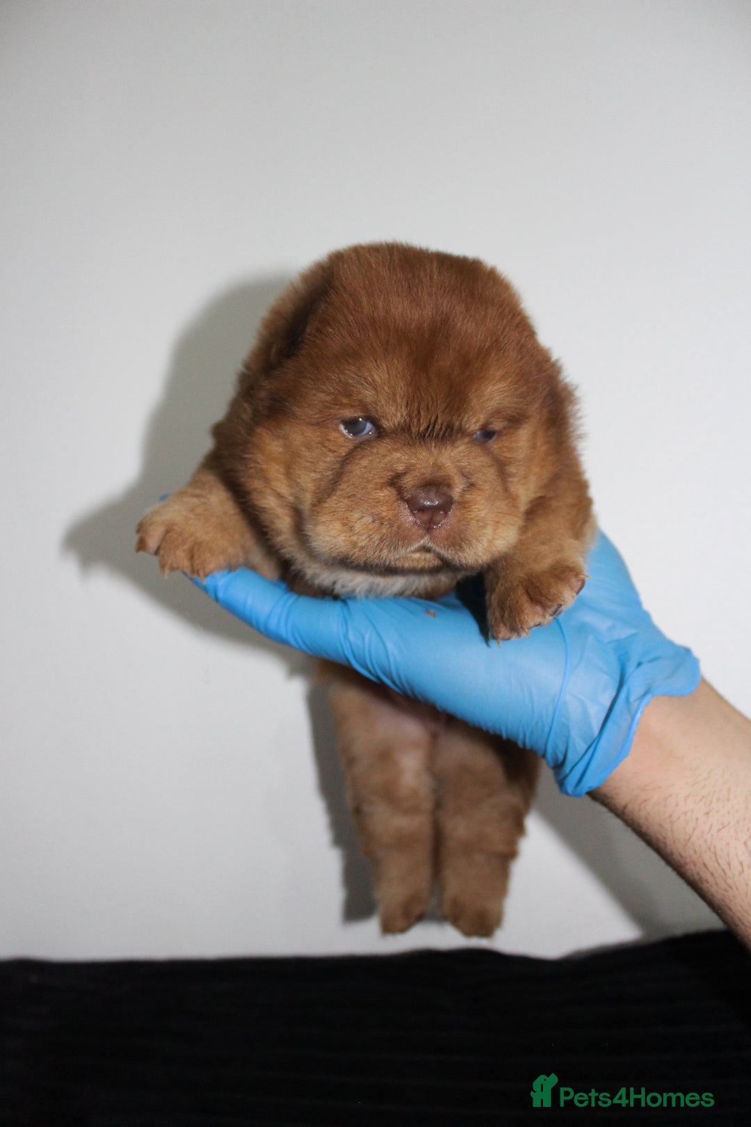 Chow Chow dogs for sale: CHOC🍫LILAC🌪️Champion KC reg🏆 pedigree chow chow - Image 9