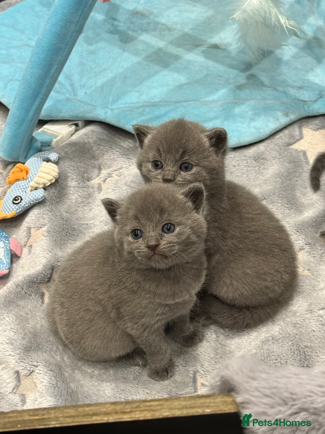 British Shorthair cats for sale: Beautiful grey British short hairs  - Advert 4