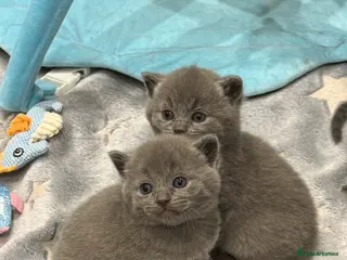 British Shorthair cats Beautiful grey British short hairs - Advert 6