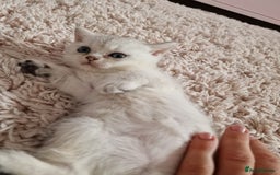 British Shorthair cats for sale: BSH 4 kittens ready for reservation  - Image 7