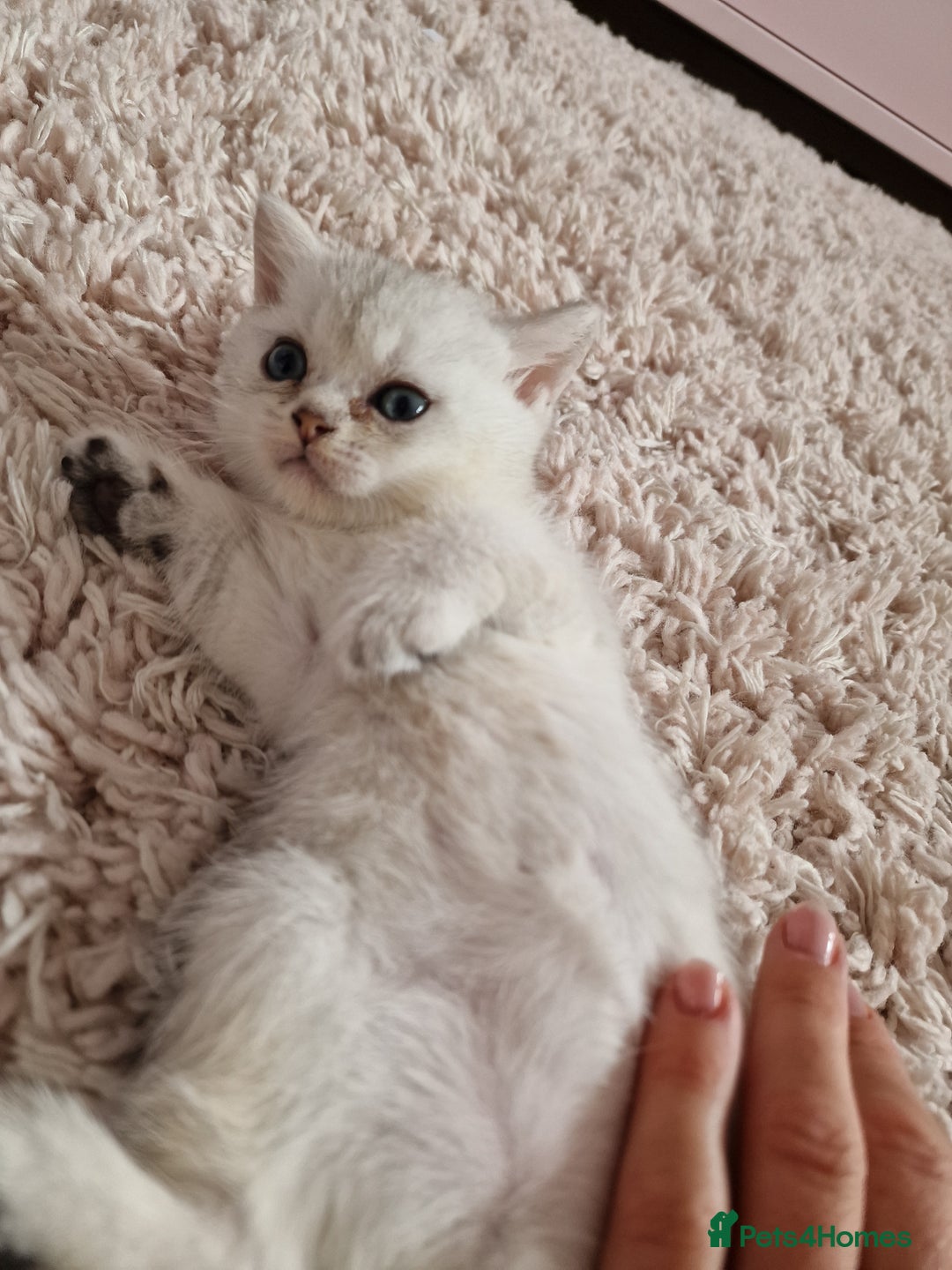 British Shorthair cats for sale: BSH 4 kittens ready for reservation  - Image 7