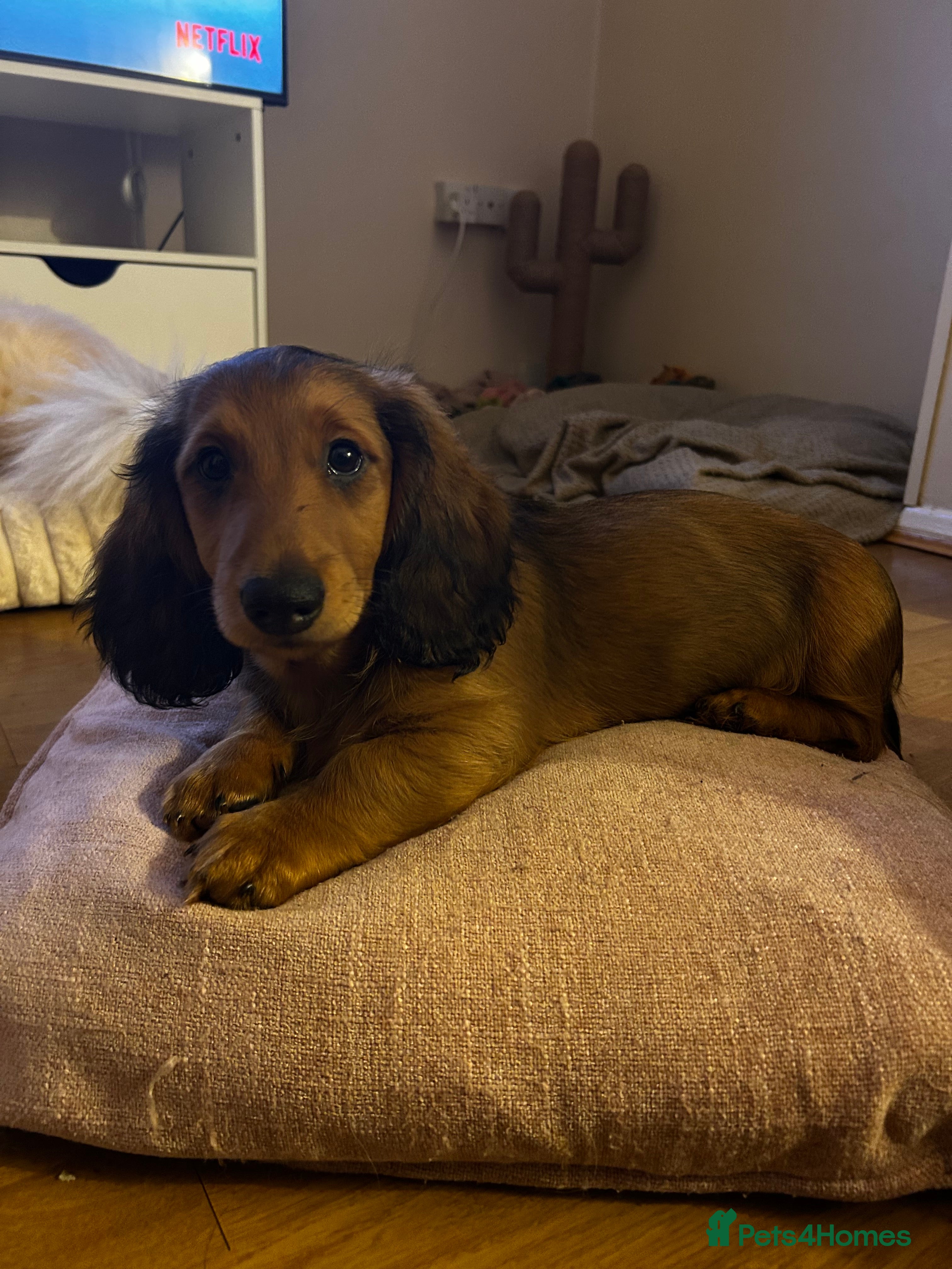 Dachshund dogs 1 BOY LEFT KC Registered Longhair Dachshund Puppy - Advert 13