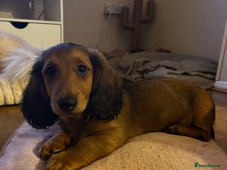 Dachshund dogs 1 BOY LEFT KC Registered Longhair Dachshund Puppy - Advert 16
