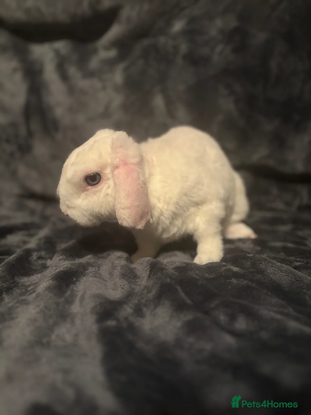 Mini Lop rabbits for sale: Special boy looking for a special home 🫶🏻 - Advert 7