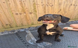 Mixed Breed dogs for sale: Staffy x springer girl  - Advert 7