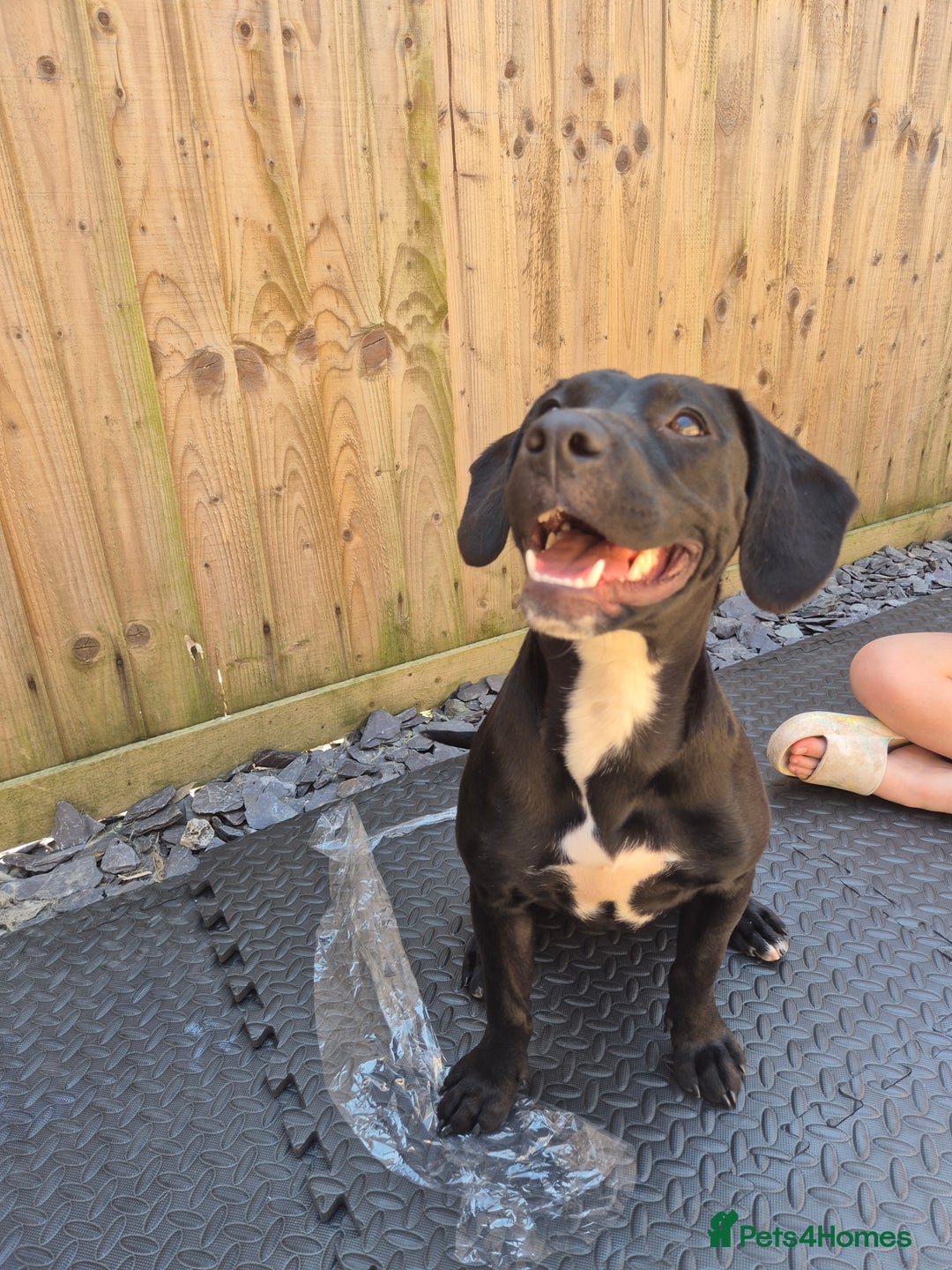 Mixed Breed dogs for sale: Staffy x springer girl  - Advert 7