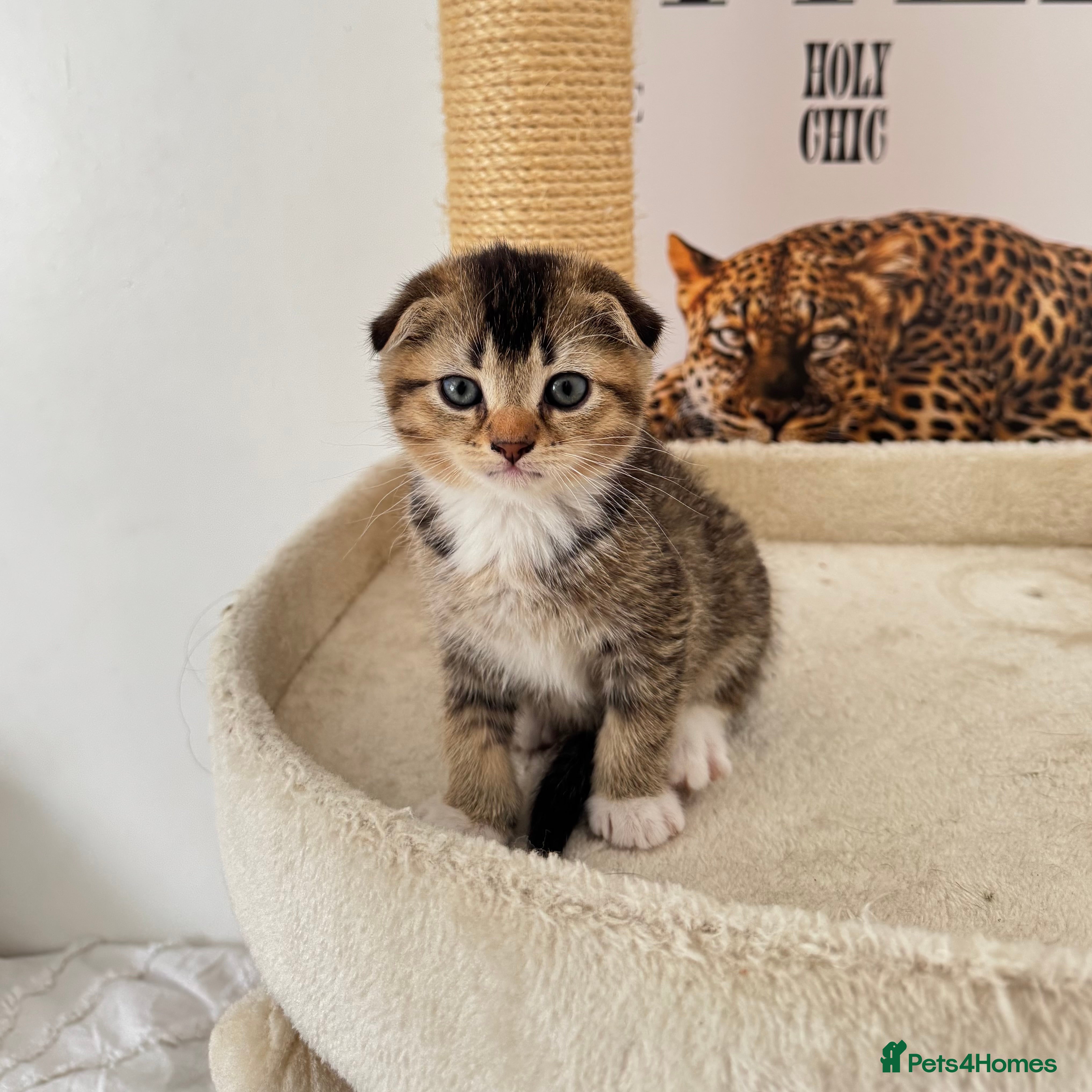 Scottish Fold cats Purebred Scottish fold x Scottish straight  - Advert 12