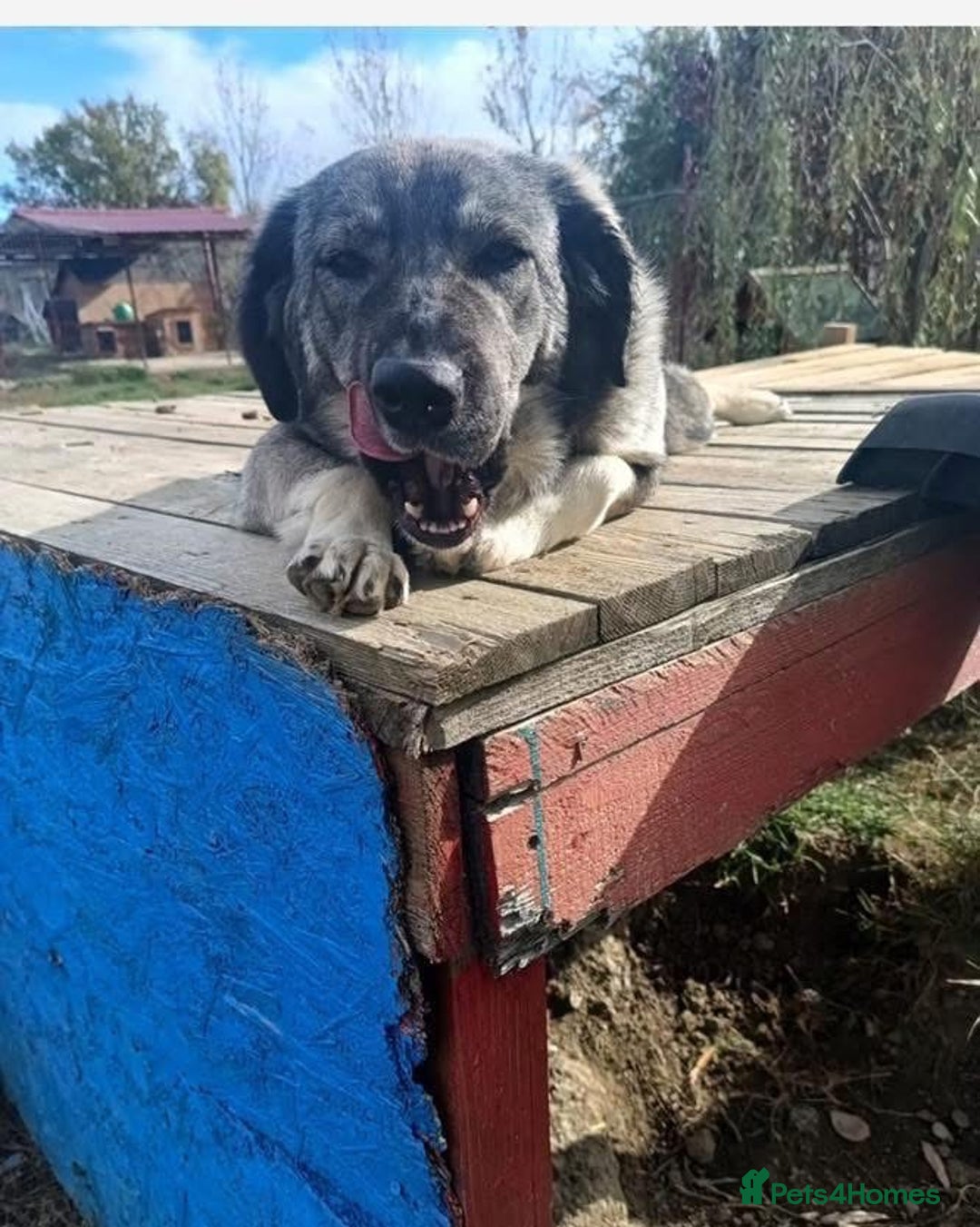 Mixed Breed dogs for adoption: Lola - Norwich Norfolk  - Advert 13