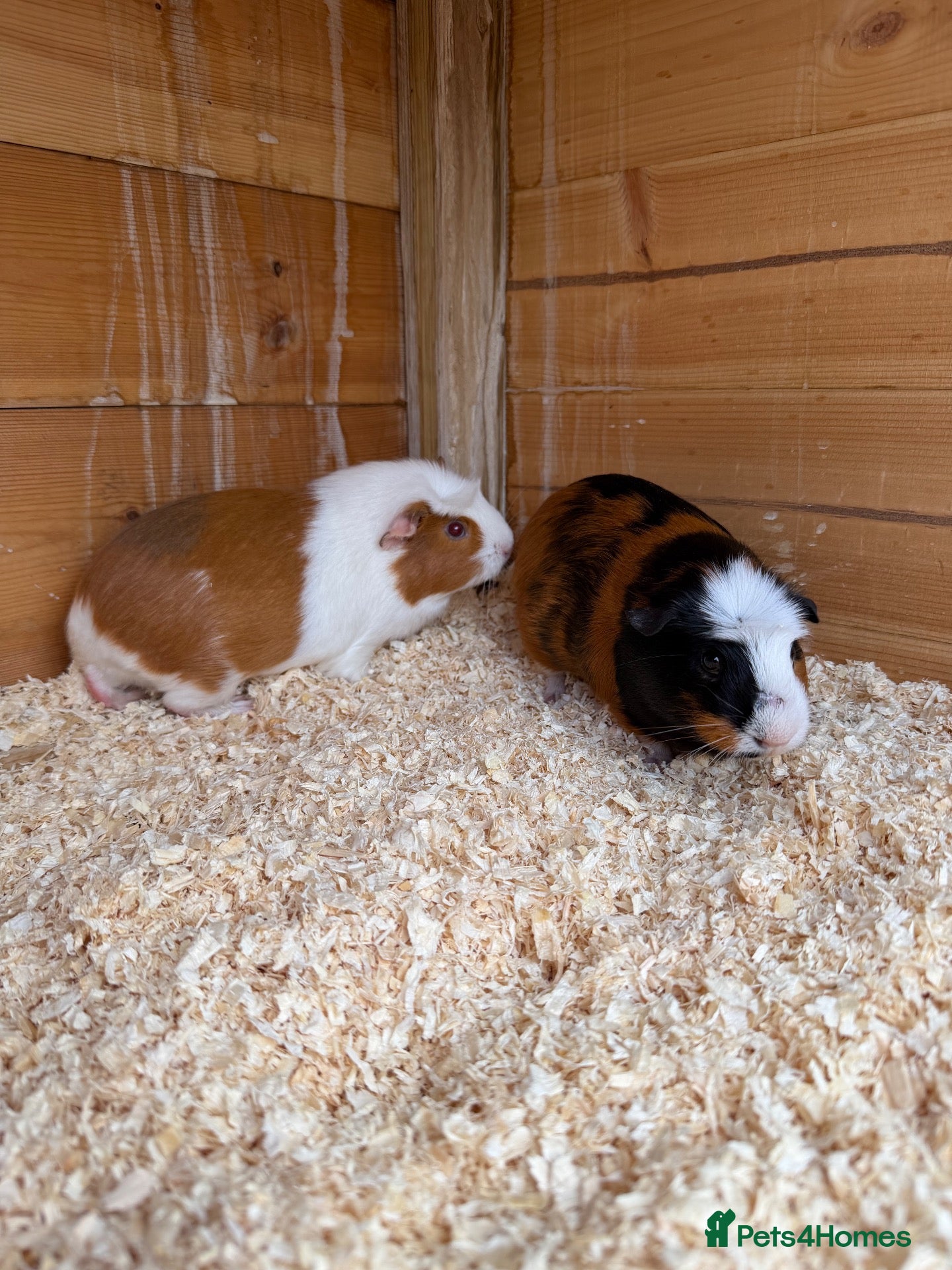 Guinea Pig rodents Female guinea pigs - Advert 1